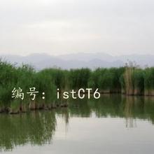 ʵ