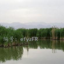 ı